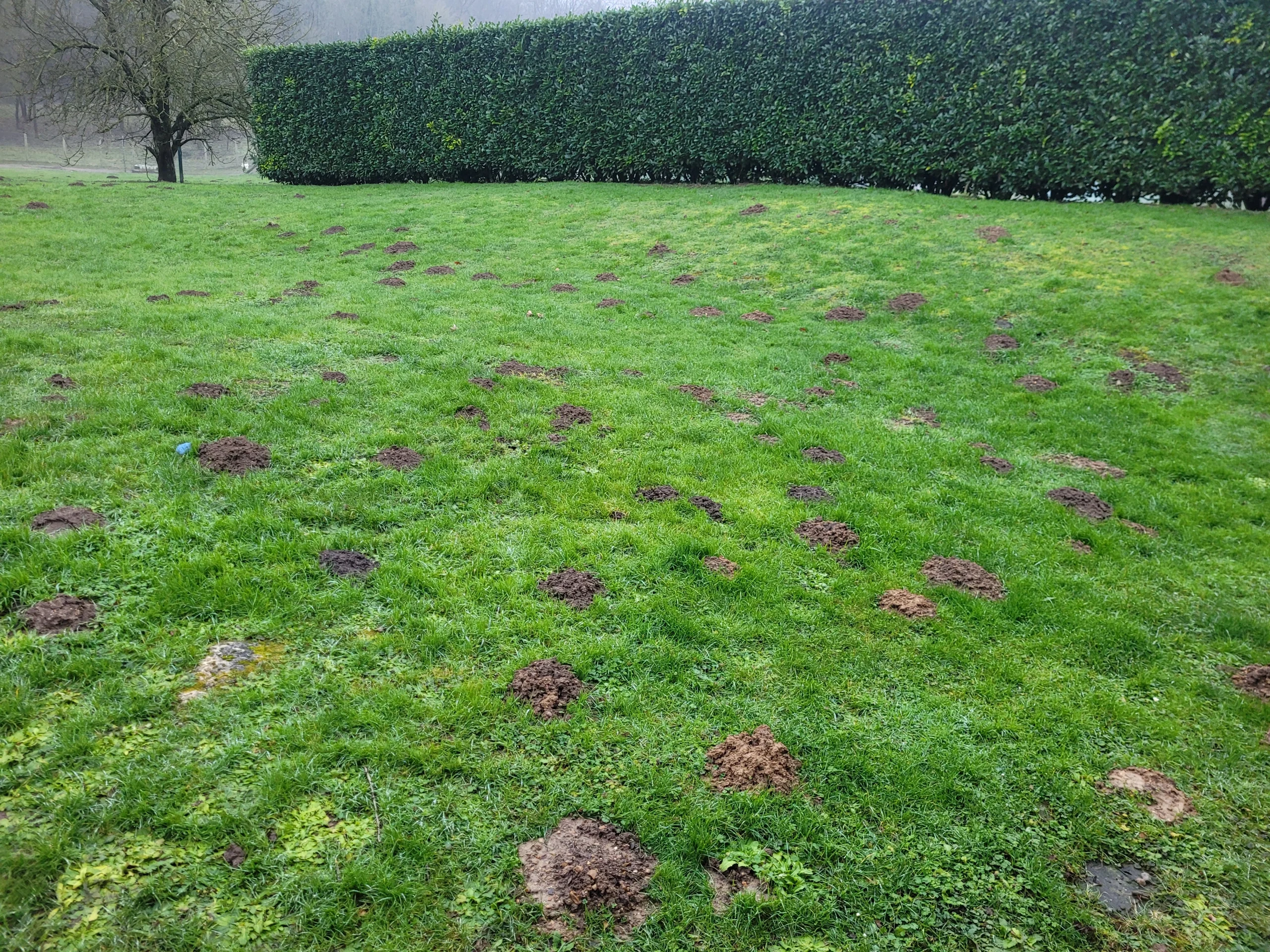 Taupinières dans un jardin à Senlis – traitement taupes Jagiello Valentin